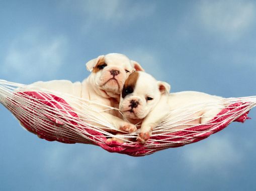 hammock-happiness